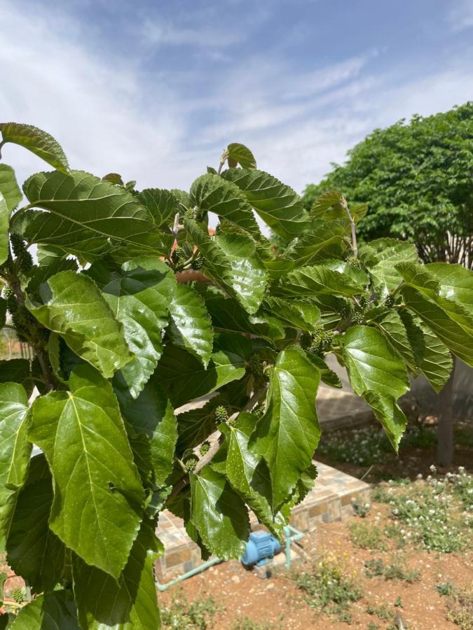 مزرعة النجم Najem Farm Βίλα Al-Qasr Εξωτερικό φωτογραφία